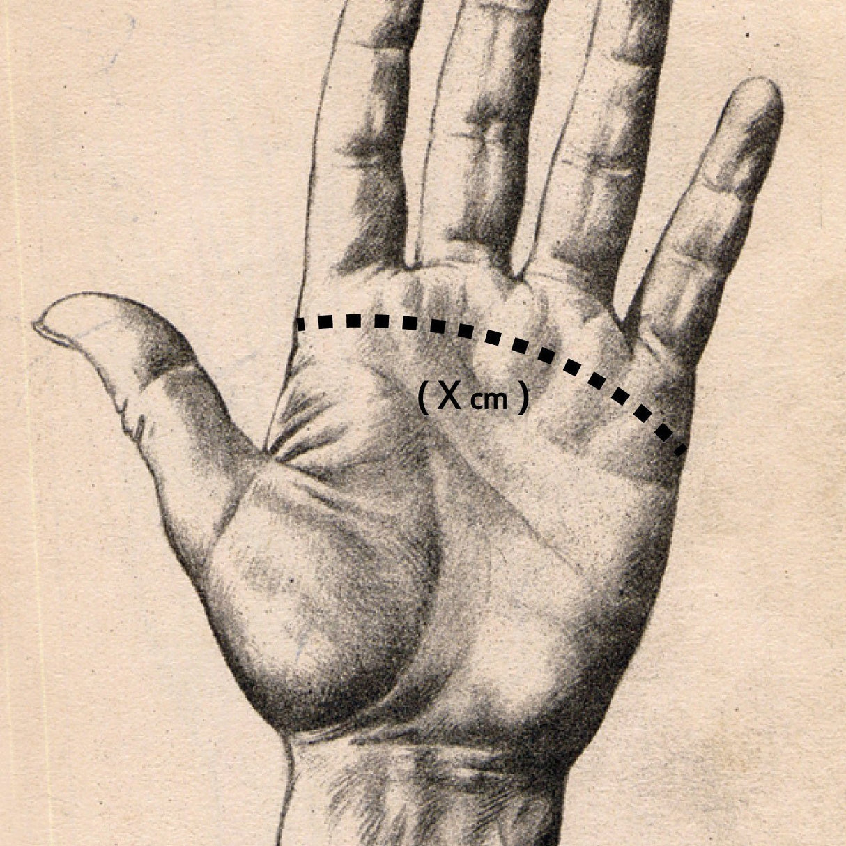 Triton Driving Gloves